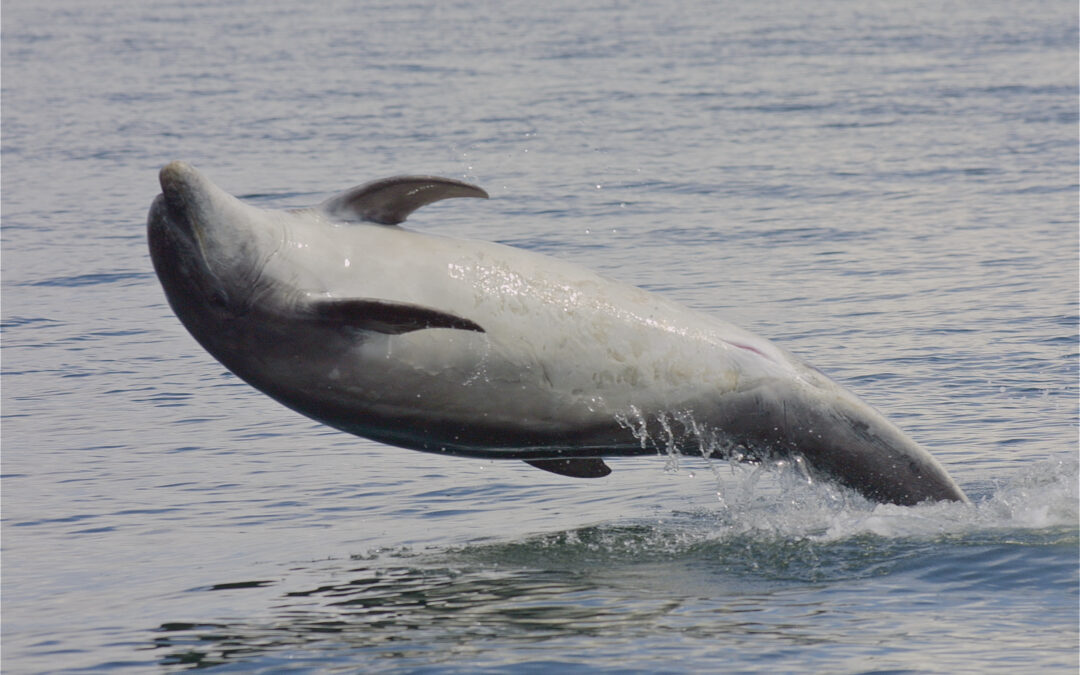 John Durban’s Newest Research Article is Available: Bottlenose Dolphin Abundance