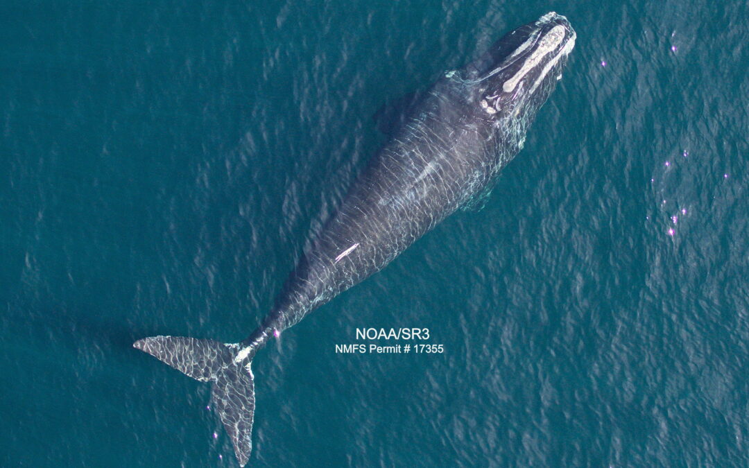 Report in ‘Current Biology’ Discussing a Decrease in North Atlantic Right Whale Body Length
