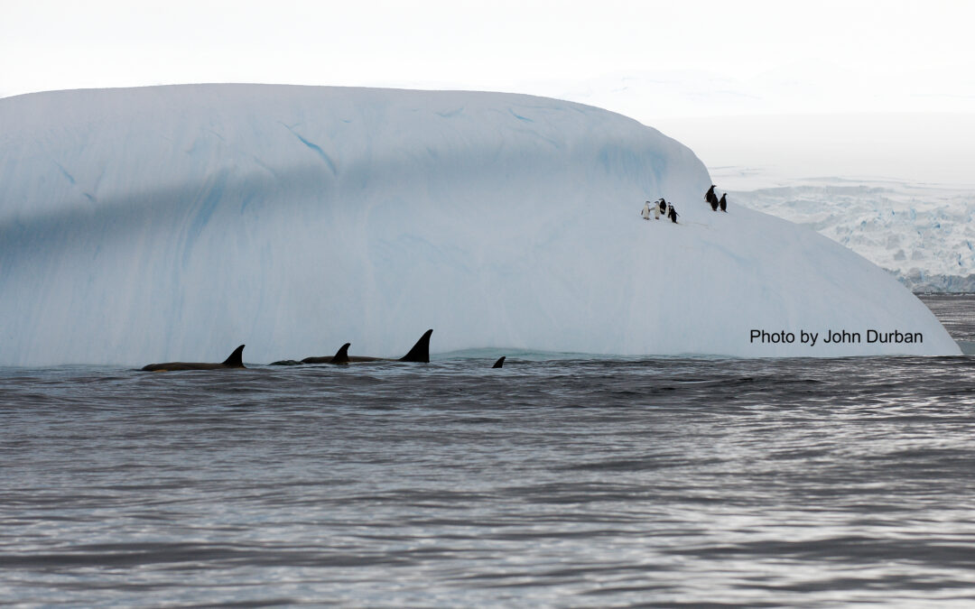 A 10-year study, just published, on Antarctic killer whale photo ID!