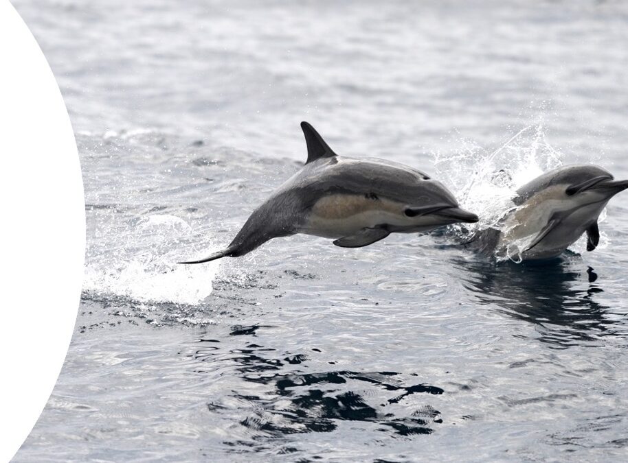 How are common dolphins affected by navy sonar?
