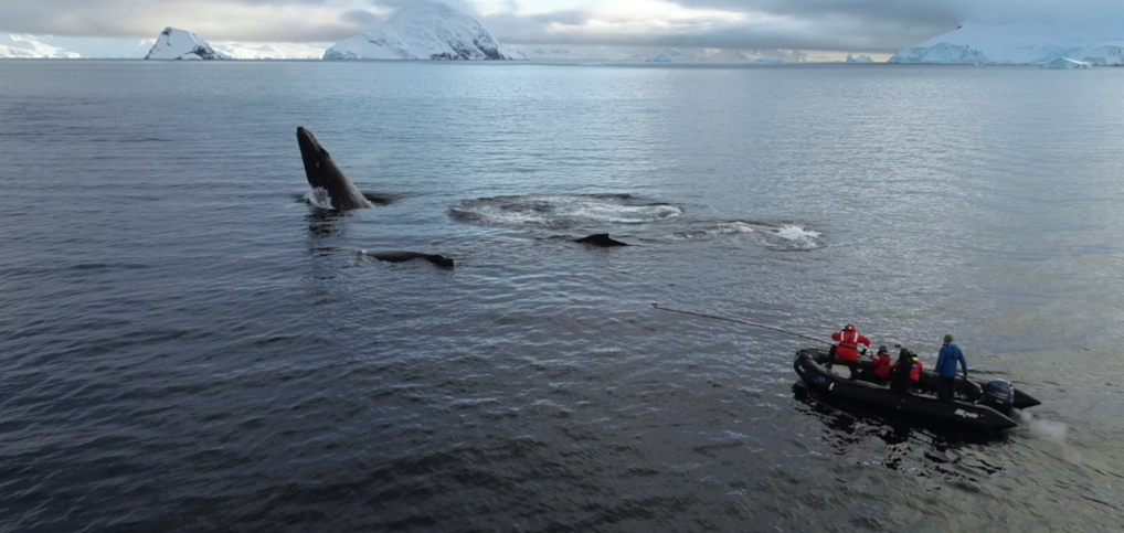 New Publication on the Noise Impact Assessment of Antarctic Marine Mammals