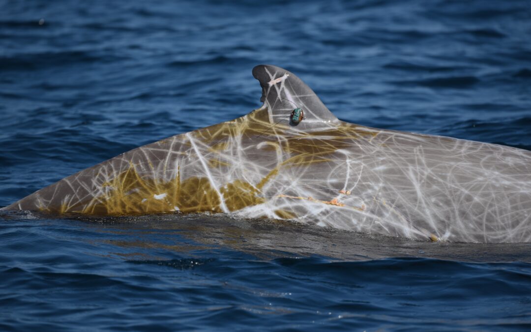 New Publication from Large-Scale Study of Beaked Whale Responses to Navy Sonar