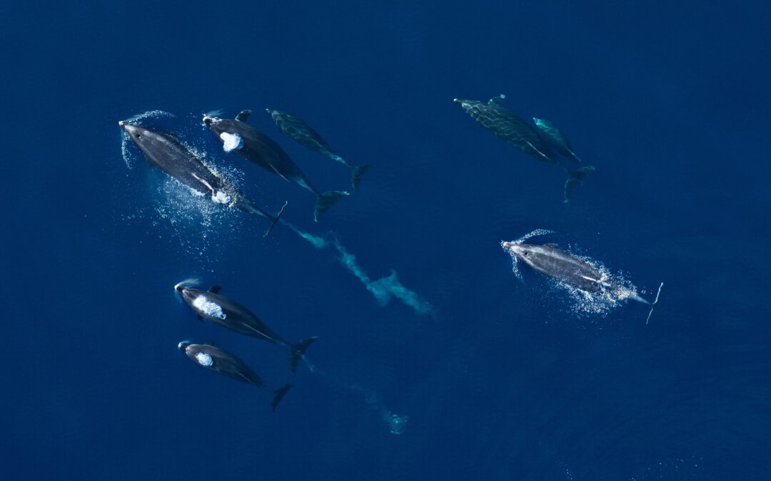 PBS SoCal Channel features SEA scientists: A field study on how noise may impact marine mammals off Catalina Island