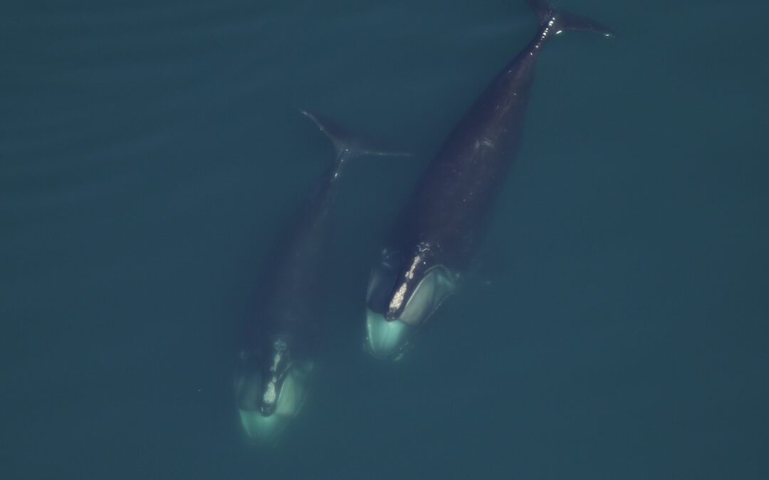 New Paper Published in Endangered Species Research on North Atlantic Right Whale Foraging